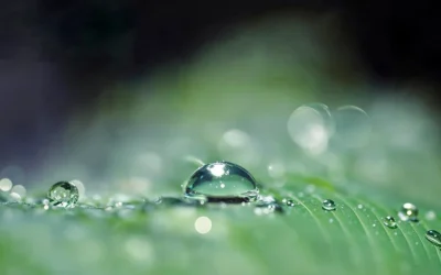Sustainability in Action: How GreenCredit™ Rewards Eco-Friendly Farming Practices